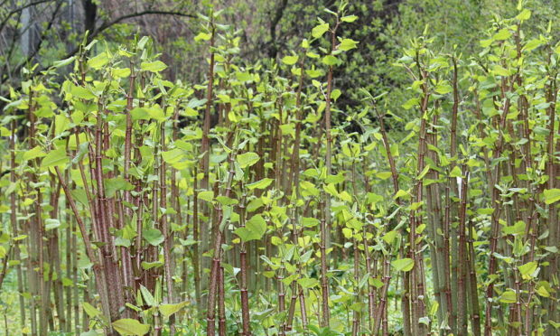 Invasive Japanese knotweed will be tackled in the St Andrews Green Corridors project.
