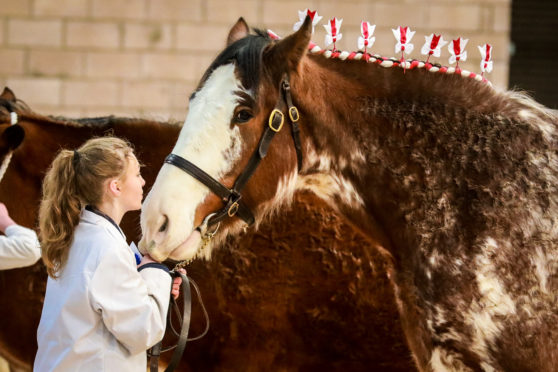 A Clydesdale prepares to face the judges at the Winter Fair in Lanark.