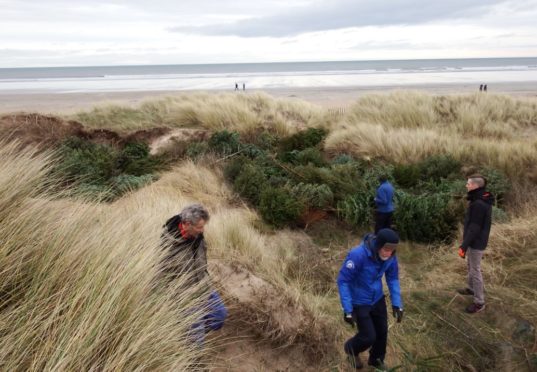 Old Christmas trees will be used to stop coastal erosion in Fife.