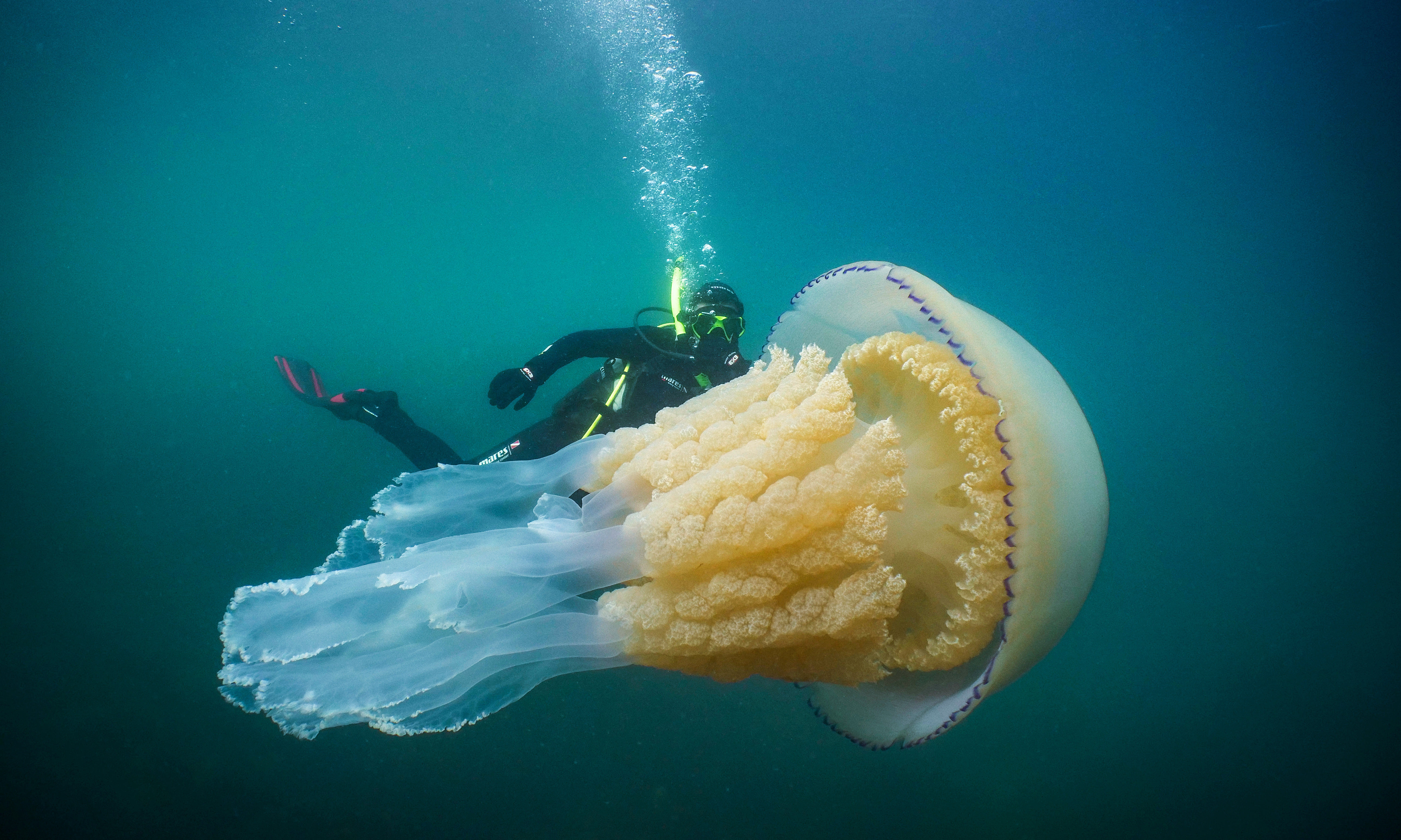 This incredible picture shows a diver swimming with a huge barrel jellyfish that was 'as big as a human' off the British coast.