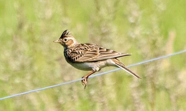 Skylark (stock image).