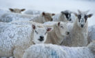 The contagious disease is estimated to cost the Scottish sheep industry around £9 million per annum.