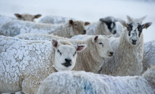 The contagious disease is estimated to cost the Scottish sheep industry around £9 million per annum.