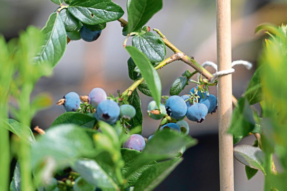 New blueberry and blackberry breeding programmes were launched during 2018.