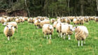 Scanning sheep could help to reduce cases of an infectious lung cancer.