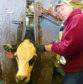 Larson Farms can feed 3,650 cattle  at any one time, and finish 8,000 head every year.
