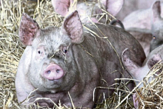 Healthy pigs: It is feared African Swine Fever could hit the UK