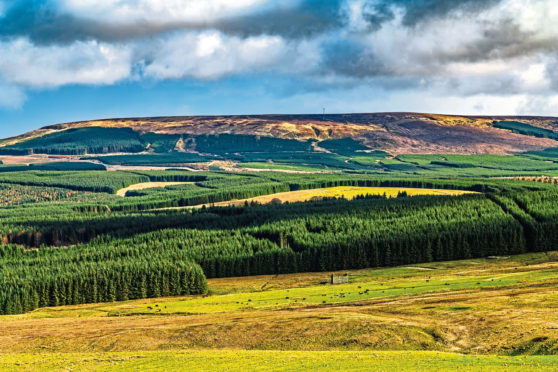 The boom in forestry interest is related to attractive government planting grants and the value of commercial forestry plantations.