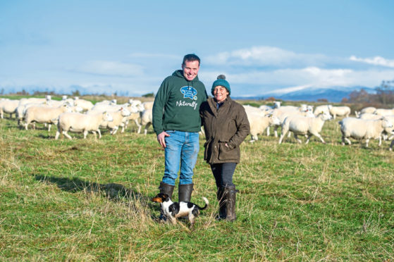 Neil and Debbie McGowan with Sky the Jack Russell and the flock of sheep.