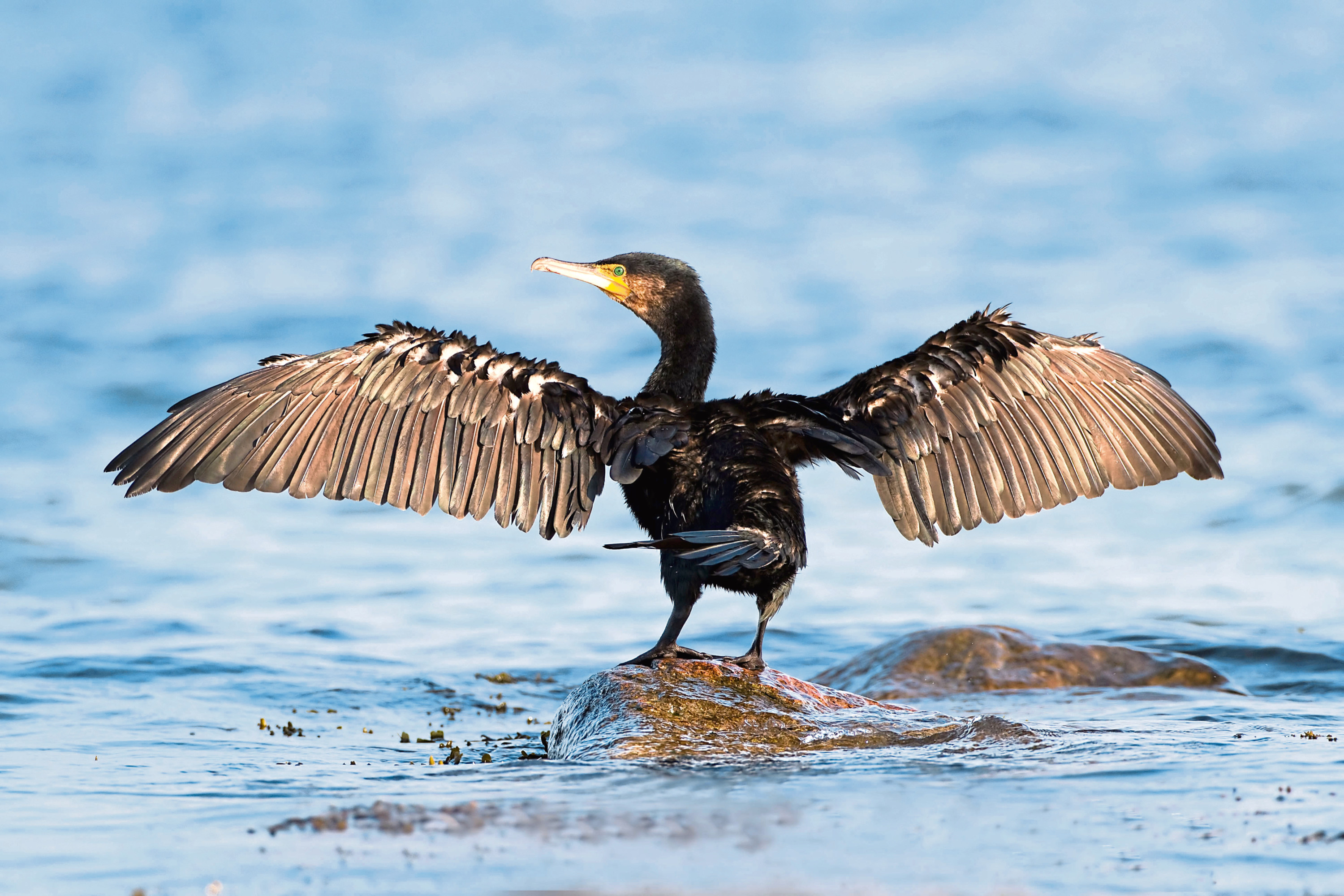Great Cormorant-The Great Cormorant (Phalacrocorax carbo), known as the Great Black Cormorant across the Northern Hemisphere,; Shutterstock ID 1619117533; Purchase Order: -