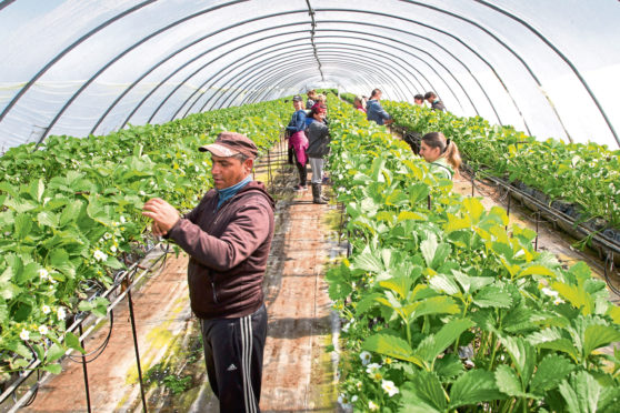 NFU Scotland wants to see a Seasonal Agricultural Workers Scheme in place by January next year.