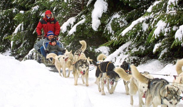 Alan Stewart is giving up his sled dog business due to climate change.