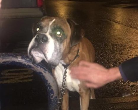 The dog was tied up outside Hayat's convenience store.