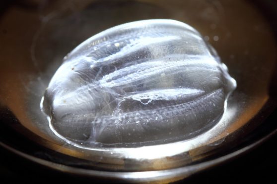 One of the sea gooseberries found at St Cyrus. Picture: Pauline Smith.