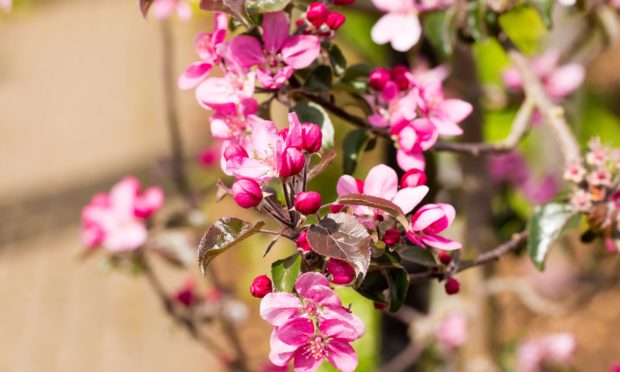 A crab apple blossoming in Spring.