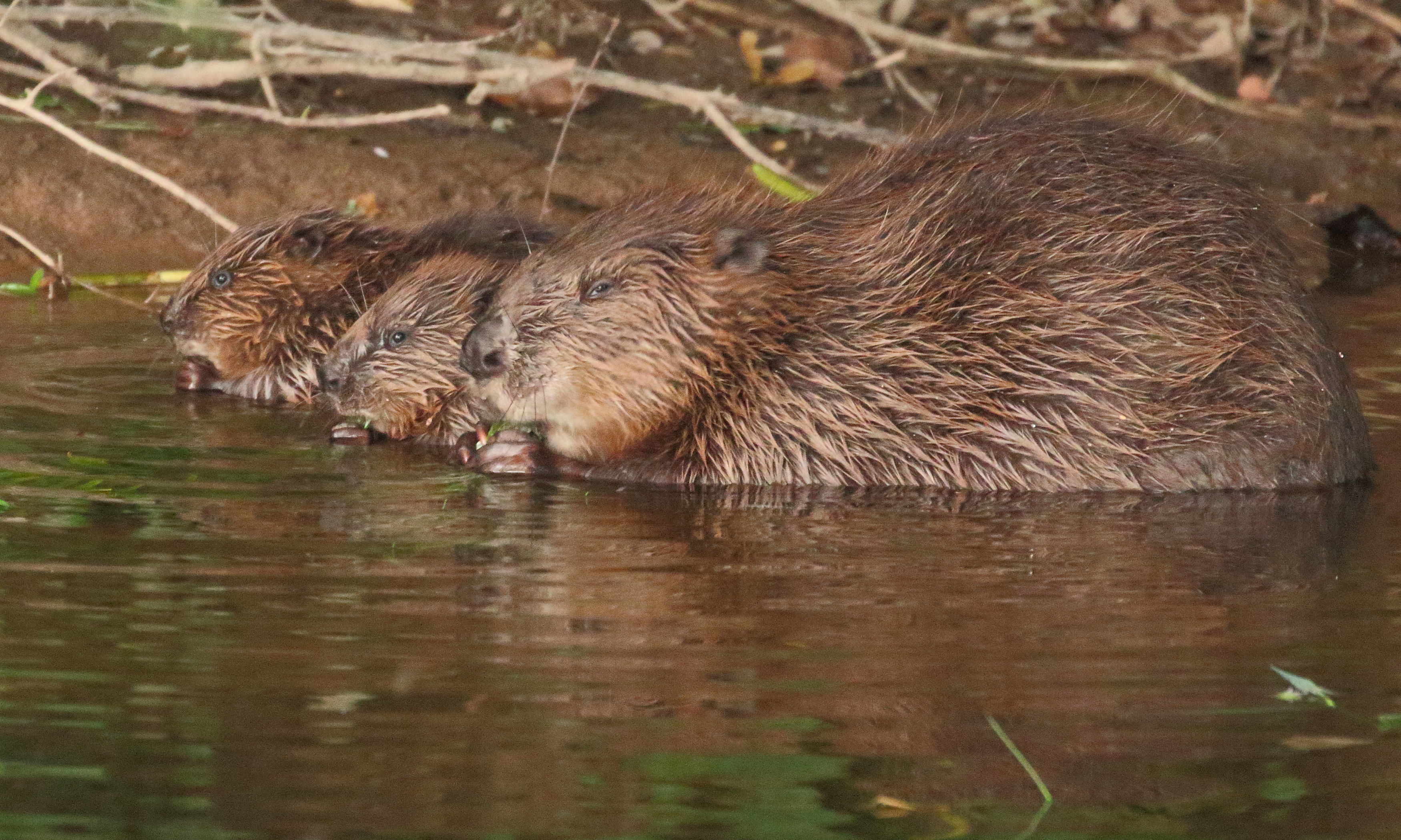Beavers may soon face water gates in Meigle Burn.