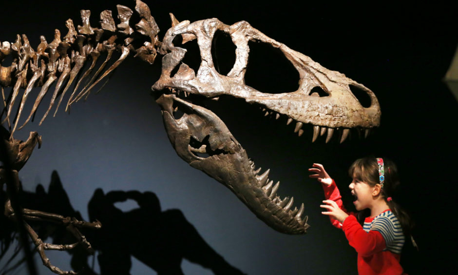 Rosa Connolly takes a close look during a preview of the Tyrannosaurs exhibition at the National Museum of Scotland, Edinburgh.