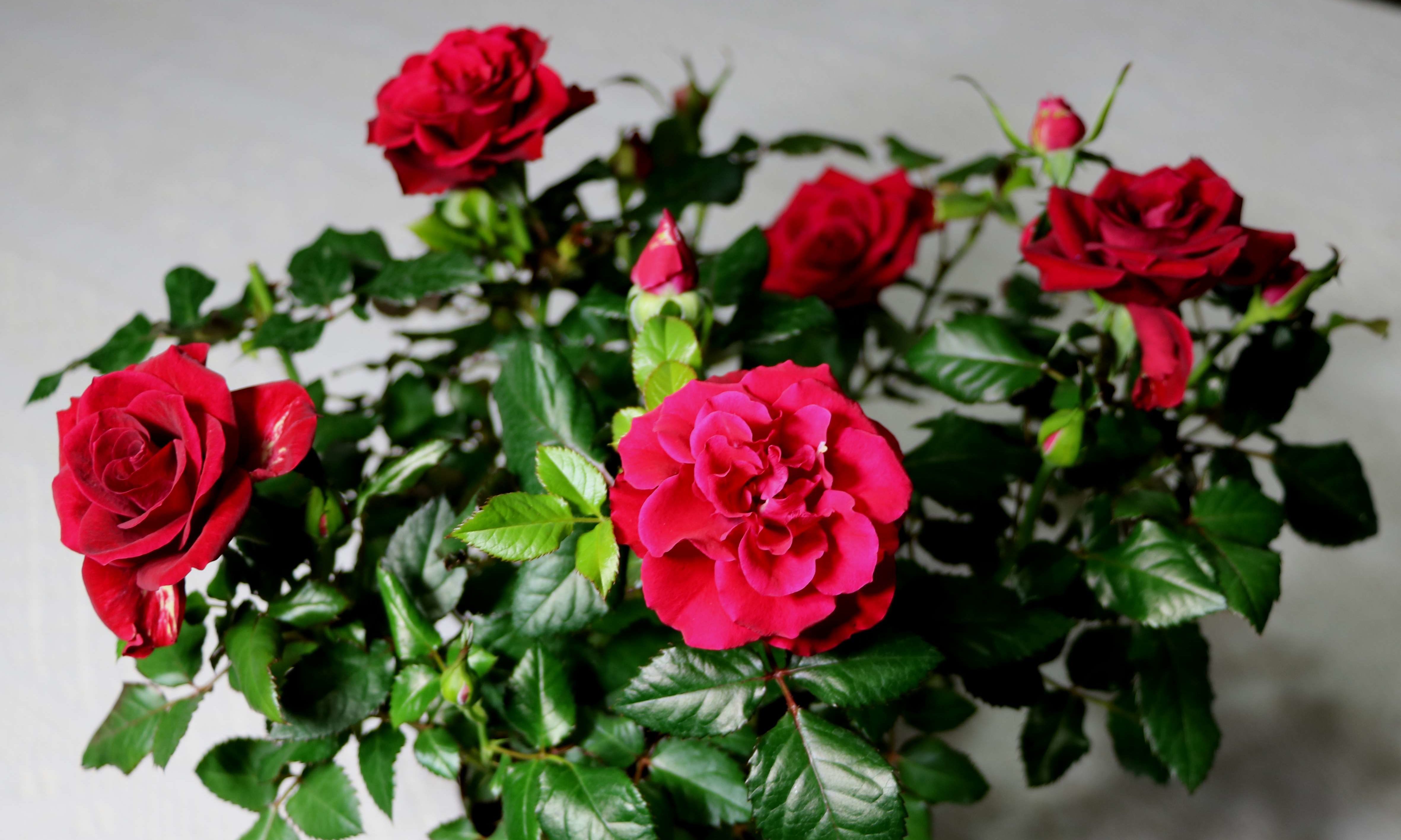Rose pot plant