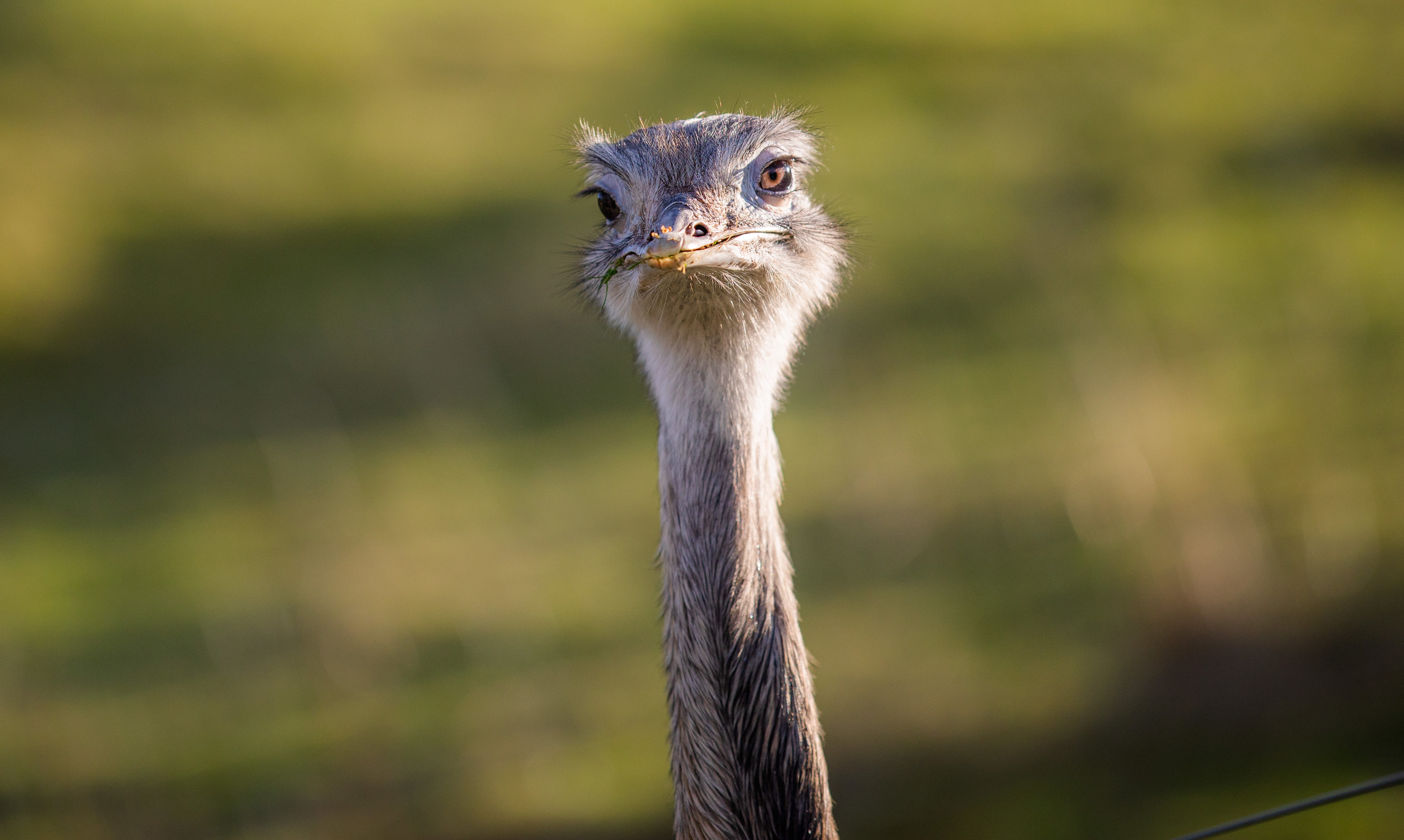 An ostrich at Auchingarrich Wildlife Park, by Comrie.