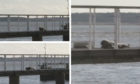 Sammy the seal in Broughty Ferry.