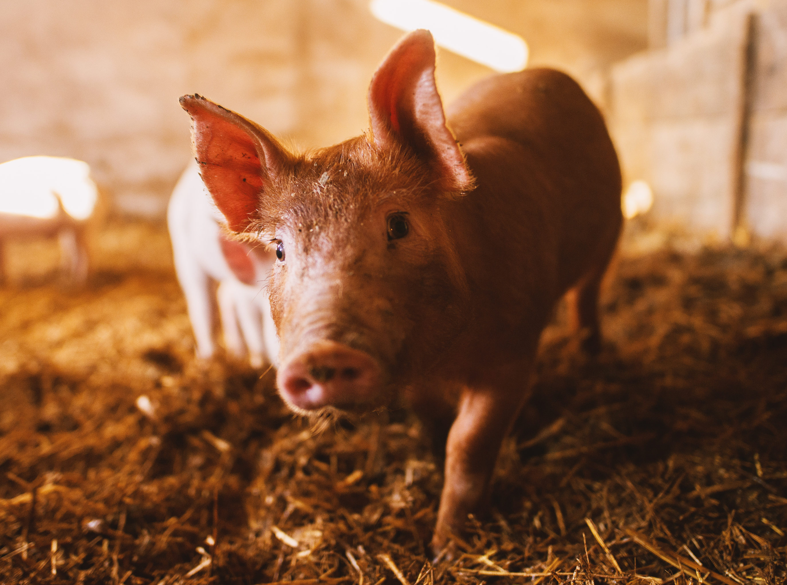 The National Pig Association has outlined its concerns to Channel 4.