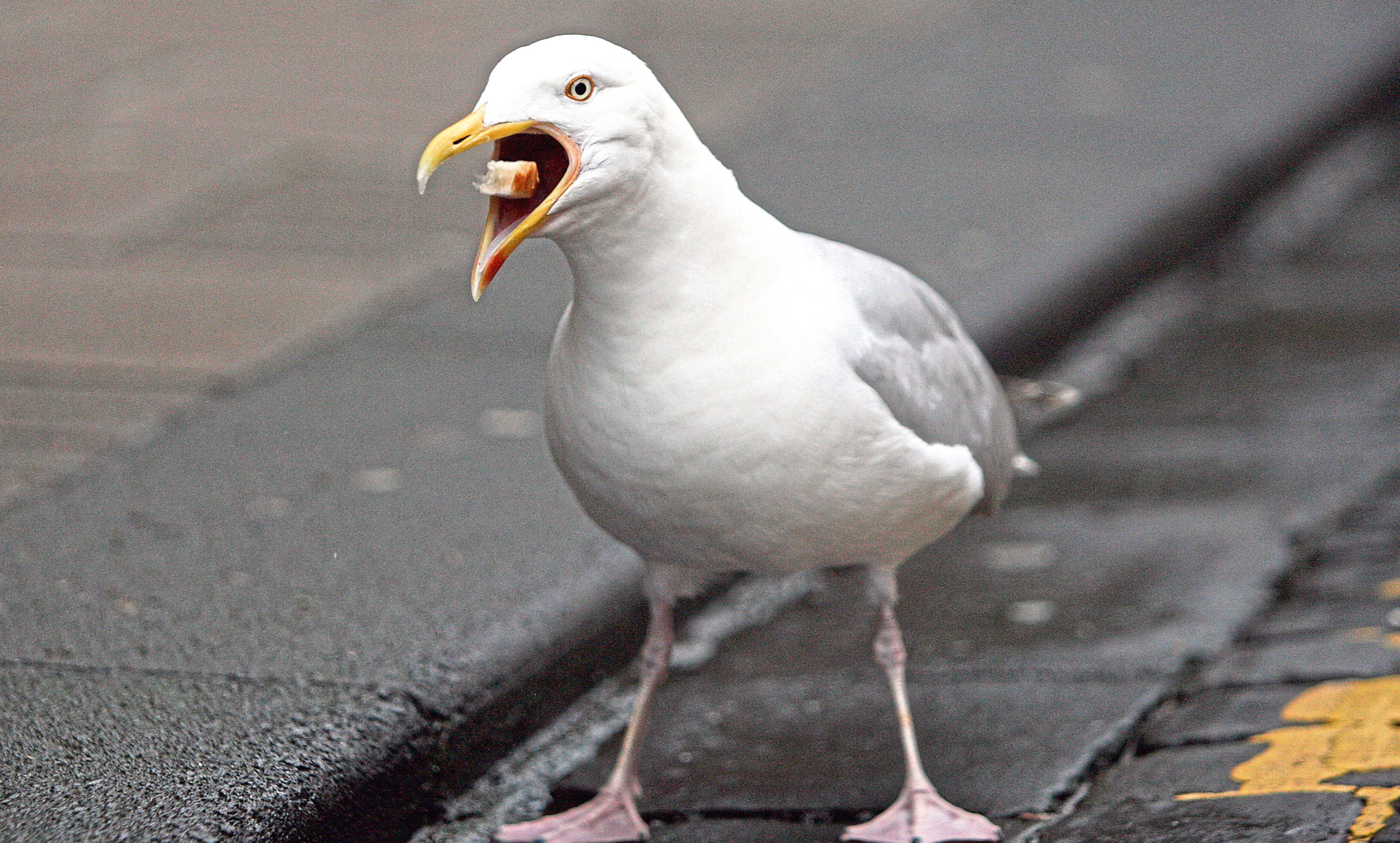 Gull nests and eggs will no longer be removed from Angus roofs.