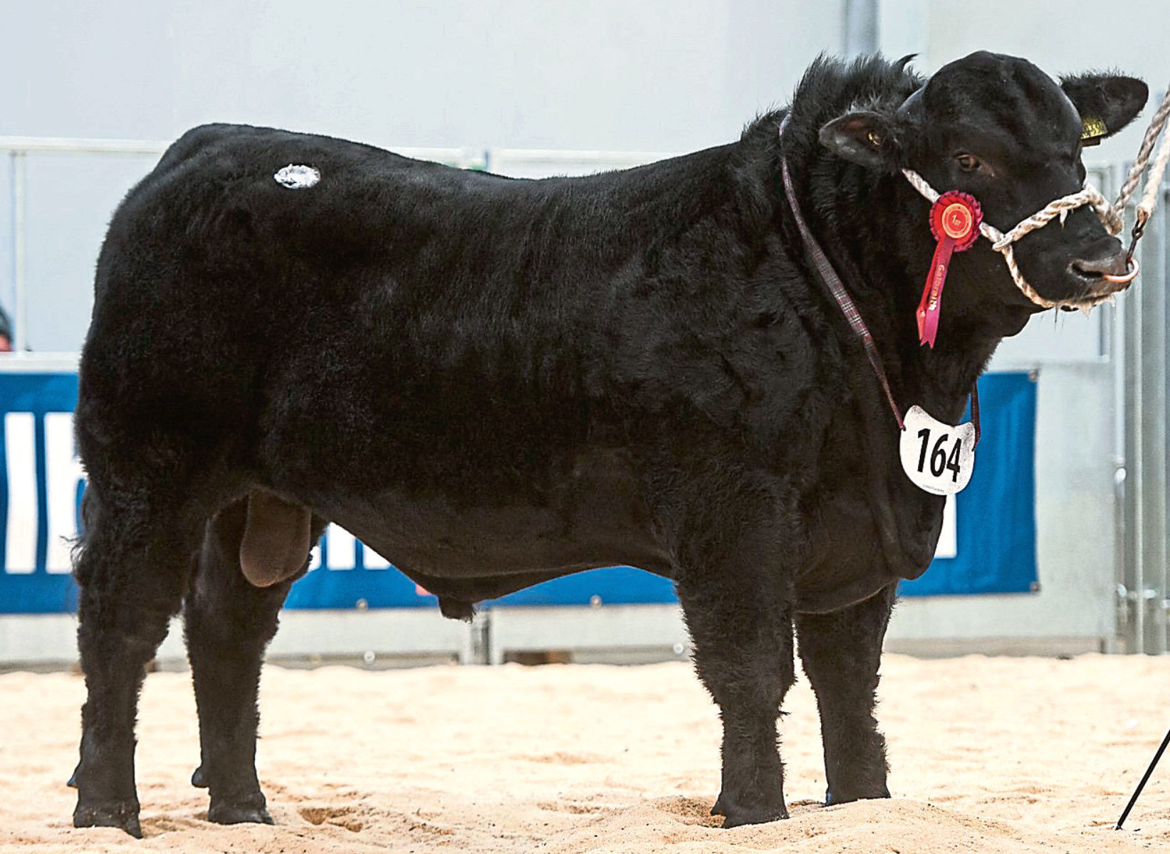 The top price for Aberdeen Angus bulls was  25,000gn, bought by Forfar breeders Alastair and Graham Fraser.