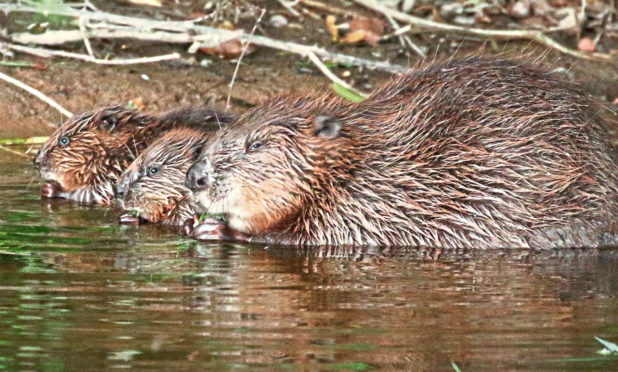 A female beaver with kits.