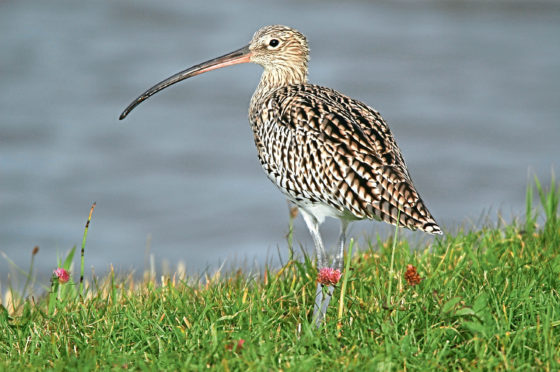 Curlew