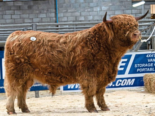 Muran Vallay of Ardbhan from the MacDonald family was the toast of the Oban Highland cattle sale, netting 6,800gns.