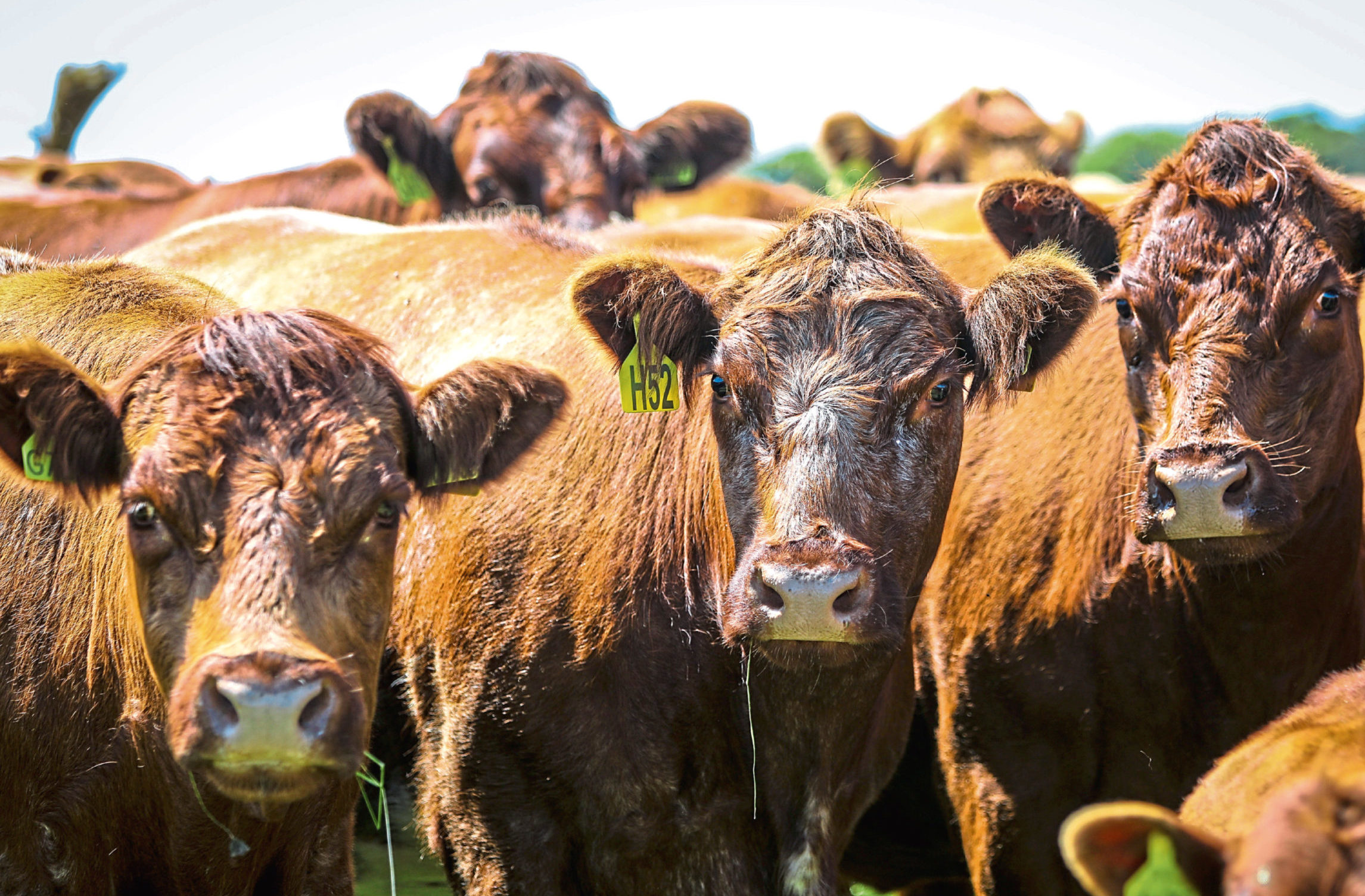 A group of “ambitious and enthusiastic" young beef farmers will help to chart the direction of the  industry.