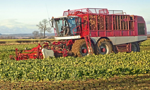 Sugar beet could be grown for bioethanol production in Fife, Angus, Perth and Kinross.