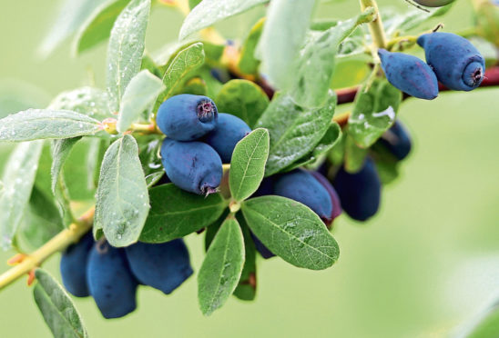 Honeyberries are deemed ideal for Scottish conditions.