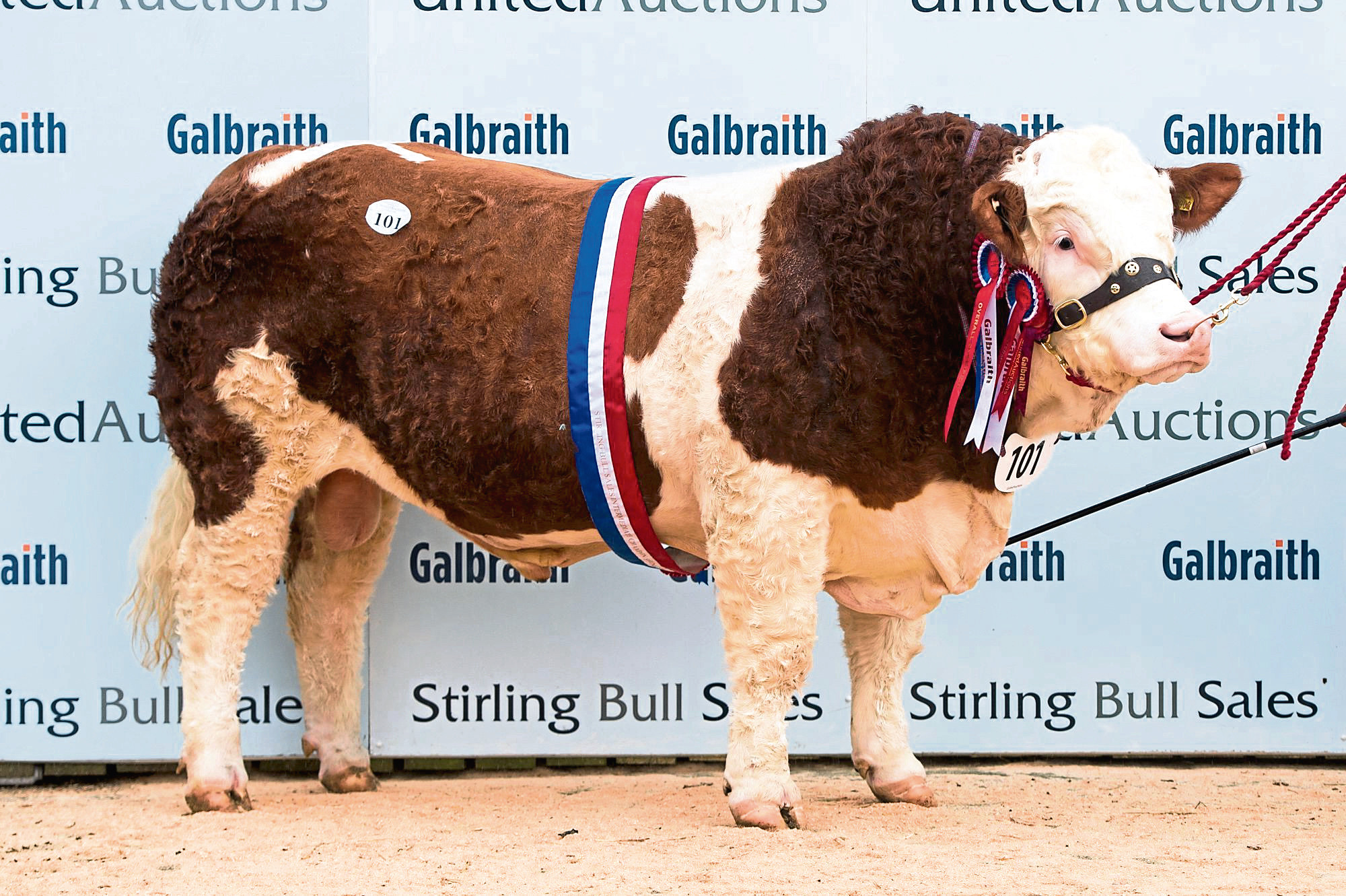 Overall and intermediate champion at the pre-sale show of Simmentals at Stirling, Wolfstar Jackaroo, from the King family of Ormiston