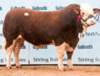 Finlarg Jaguar from Over Finlarg Farm, Tealing, Dundee, which sold for 10,000gn