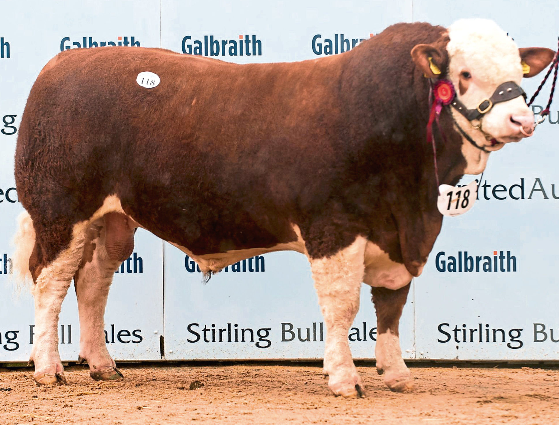 Finlarg Jaguar from Over Finlarg Farm, Tealing, Dundee, which sold for 10,000gn