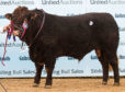 Champion Saler bull, Strathallan Navigator, of Mid Cumbushinnie Farm, Cromlix, Dunblane, raised 8,000gns.