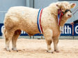 Overall champion Charolais bull Glenericht Oasis sold for 25,000gn at Stirling.