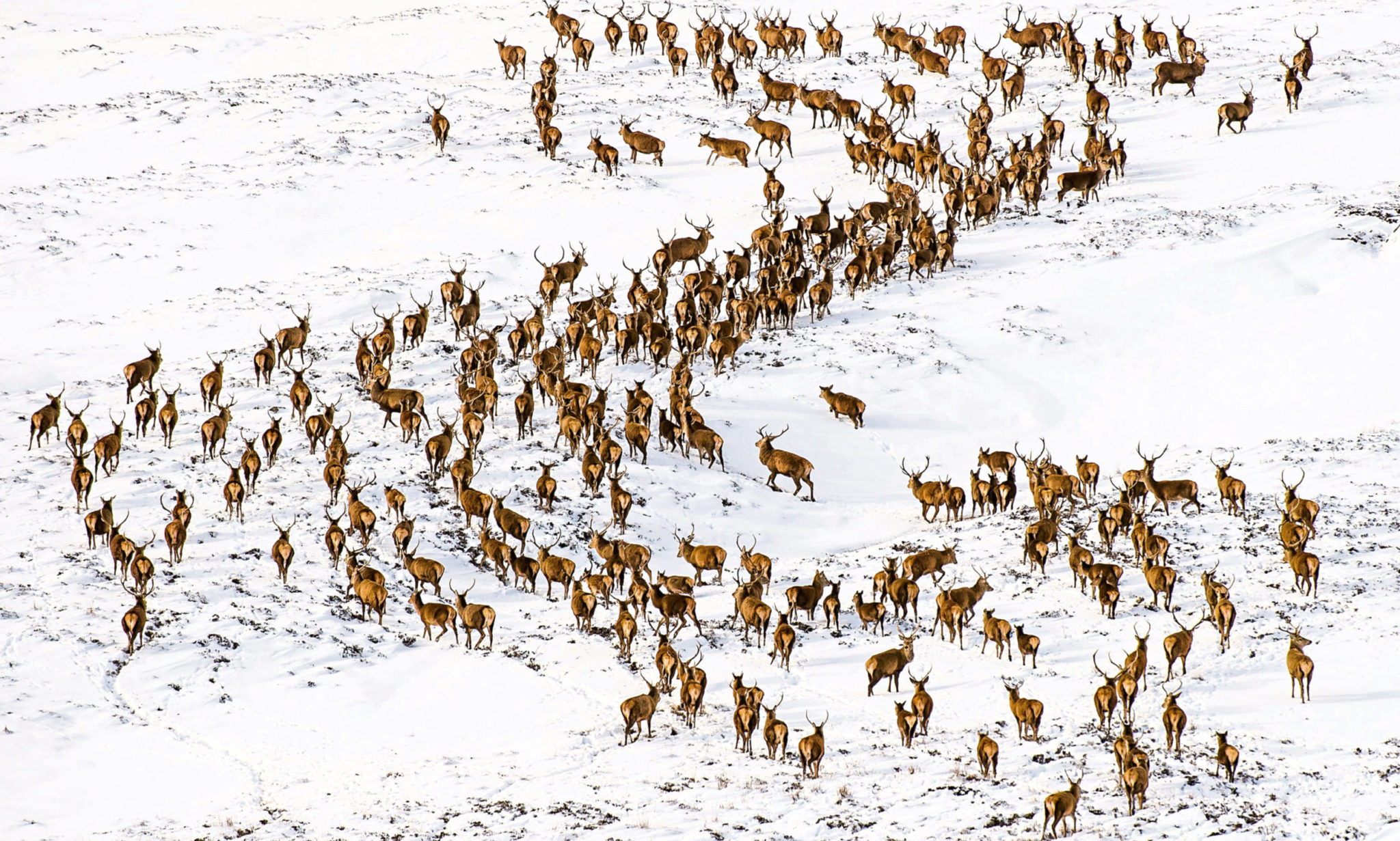 Stunning photo captures huge red deer herd in snow on Glenshee hill