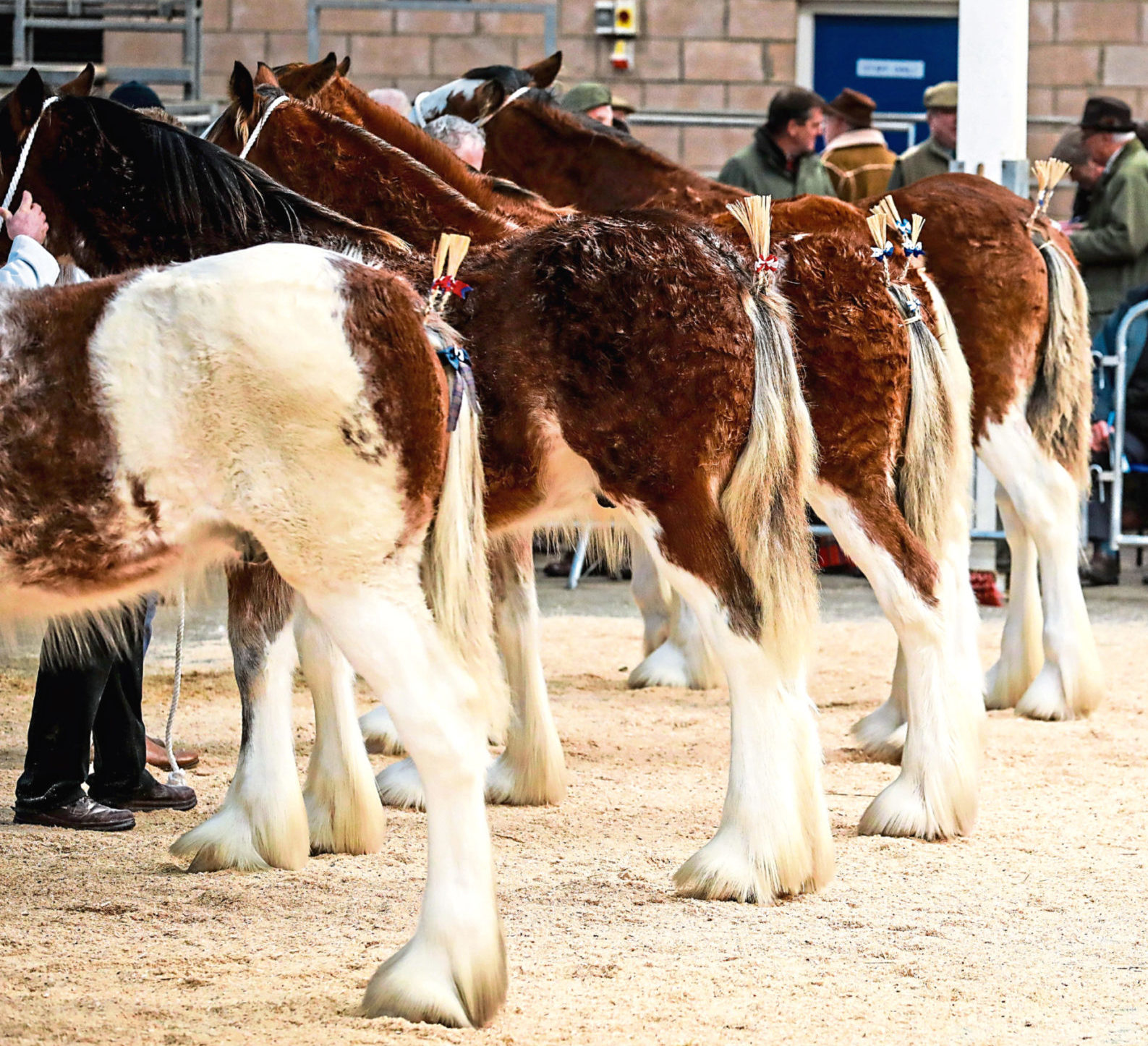 The Clydesdale judging is a major draw at horse events.