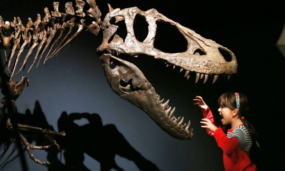 Rosa Connolly takes a close look during a preview of the Tyrannosaurs exhibition at the National Museum of Scotland, Edinburgh.