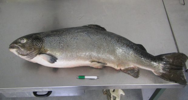 The 28lb 6oz fish caught on the North Esk in Angus.