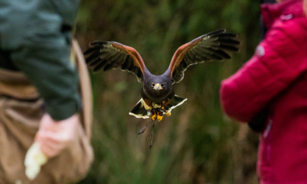 Falconry is an enormous market in the Middle East.