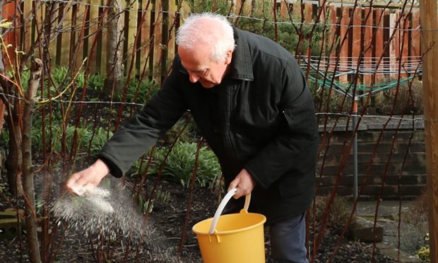 Spreading lime for brassicas