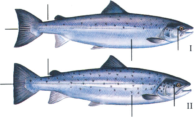 https://wpcluster.dctdigital.com/thecourier/wp-content/uploads/sites/12/2020/02/salmon-versus-sea-trout-adult.jpg