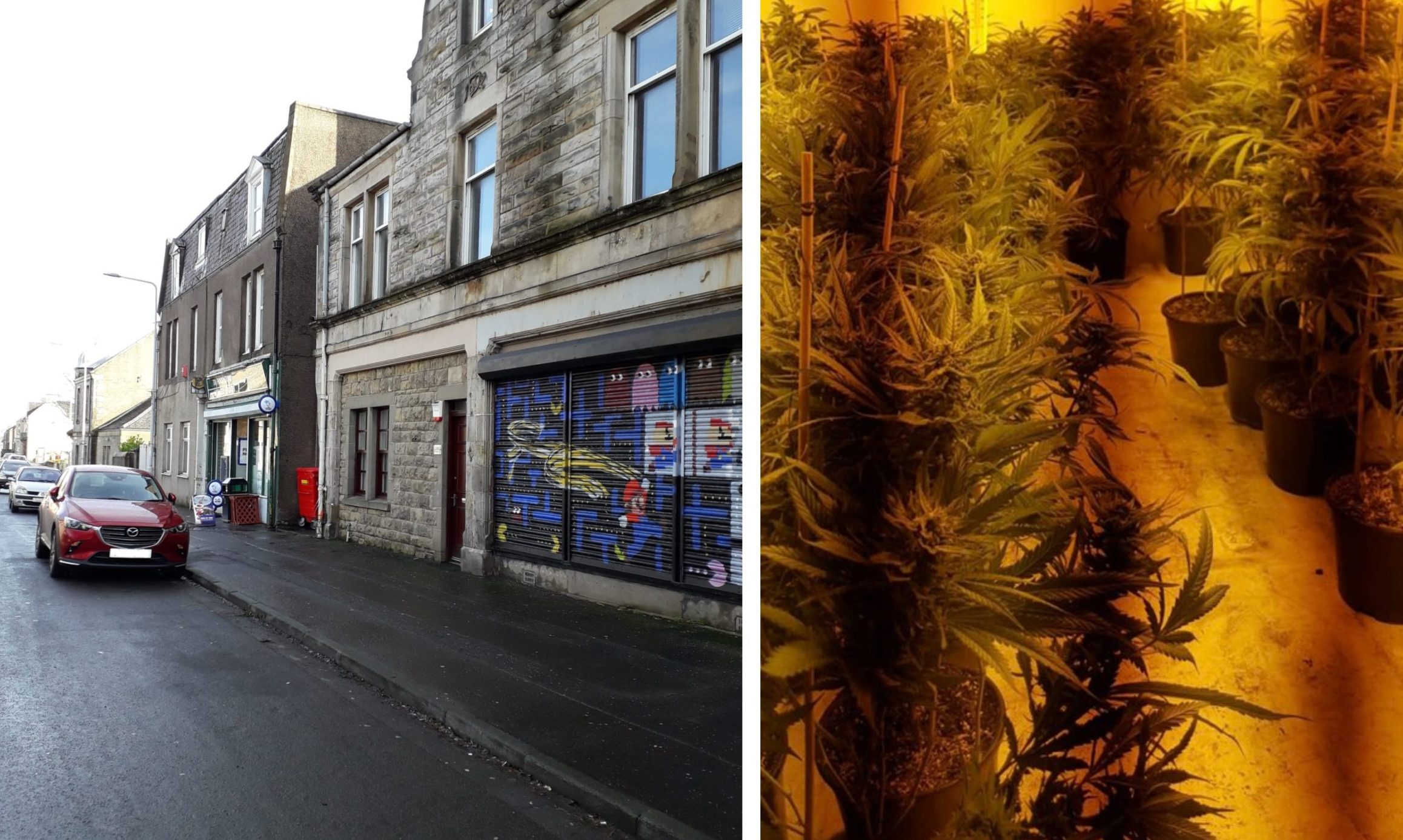 Fife police said the cannabis plant haul on Randolph Street was similar to the one pictured on the right of this photo.