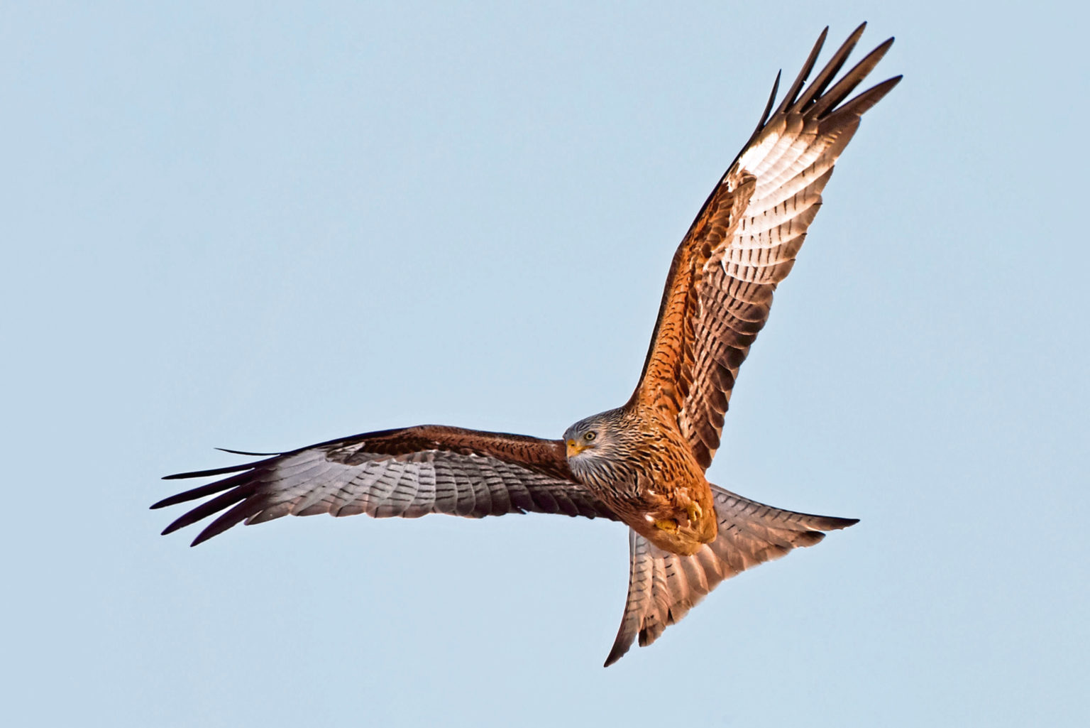 A red kite flying watching the raptors in our skies The Courier