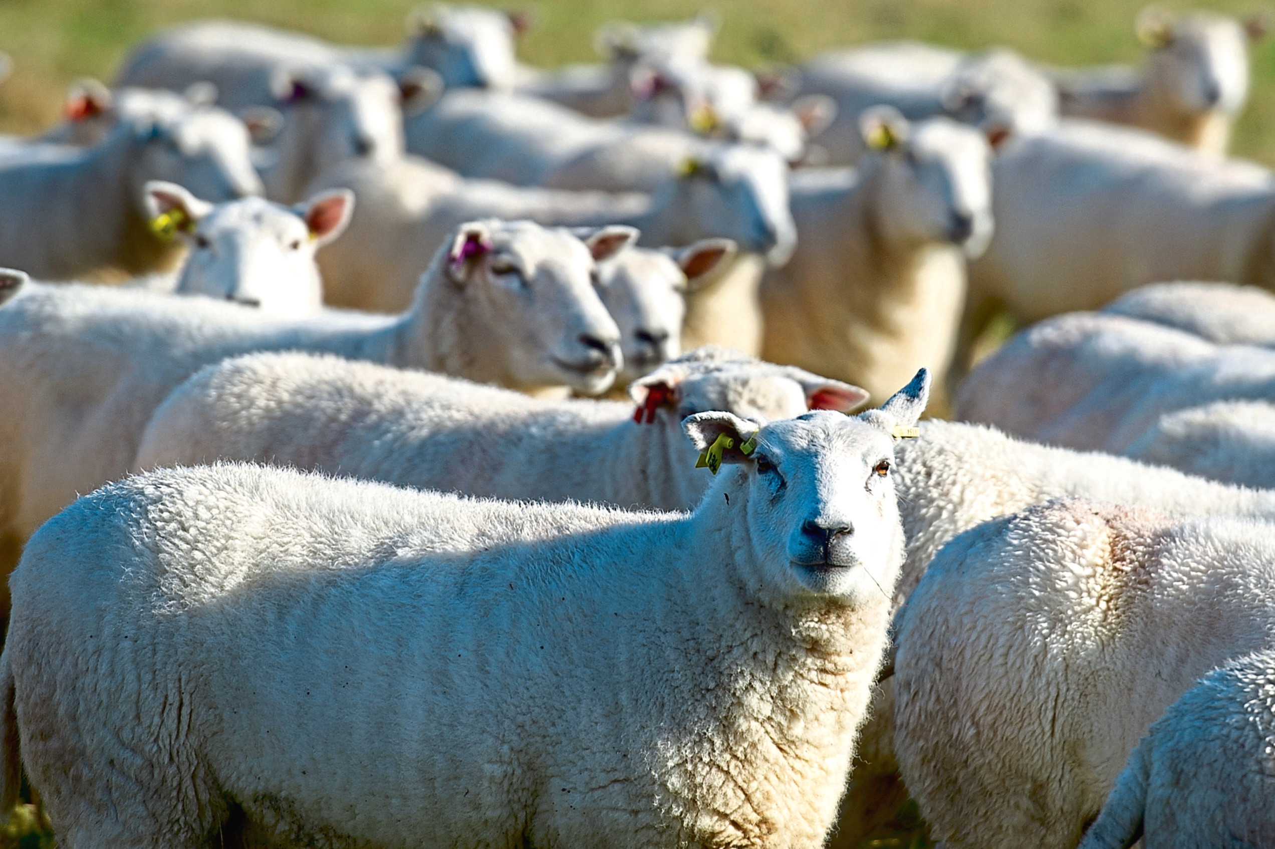 Sheep are caught in the middle of the politics surrounding global warming.