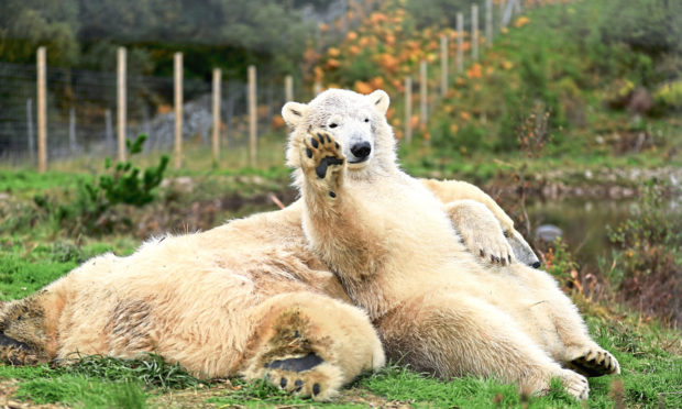 Hamish the polar bear at Highland Wildlife Park in October 2018.