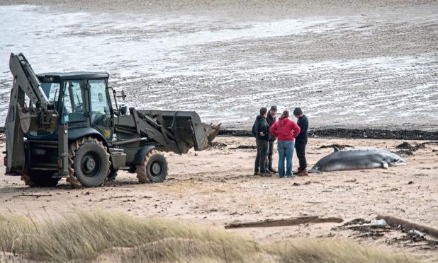 Rescue attempts to save a stranded minkie whale on the beach at Pettycur Bay.